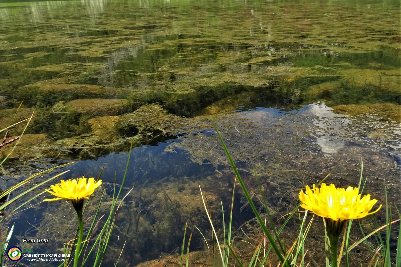 47 Particolare vegetazione acquatica nel Lago Piccolo (1986 m).JPG